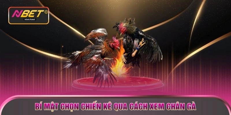 Bí mật chọn chiến kê qua cách xem chân gà
