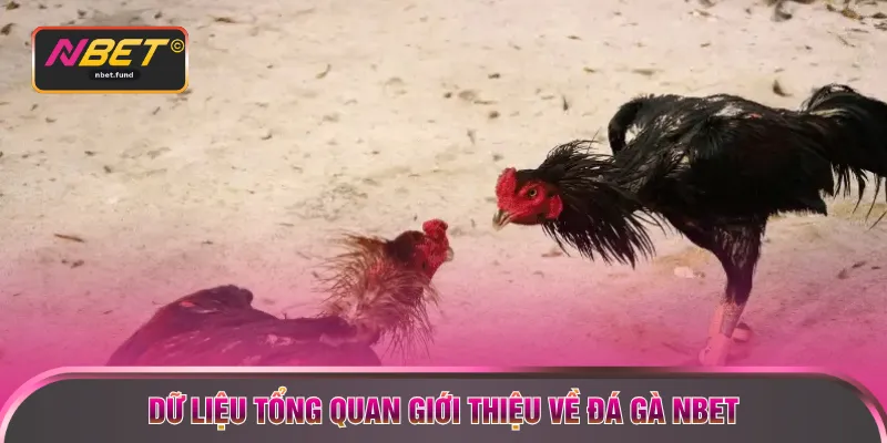 Dữ liệu tổng quan giới thiệu về đá gà NBET