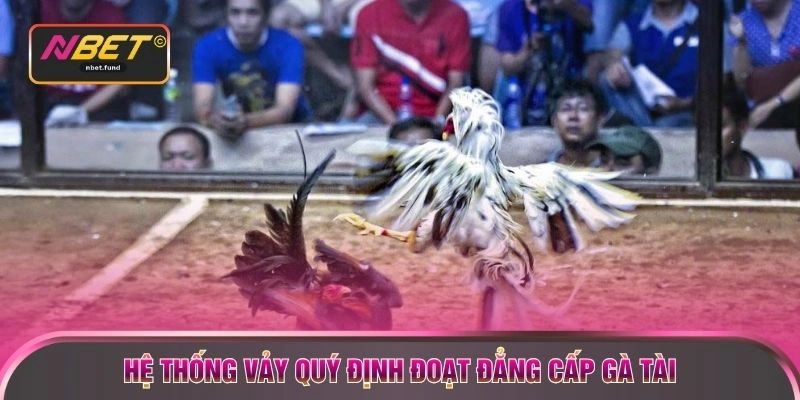 Hệ thống vảy quý định đoạt đẳng cấp gà tài