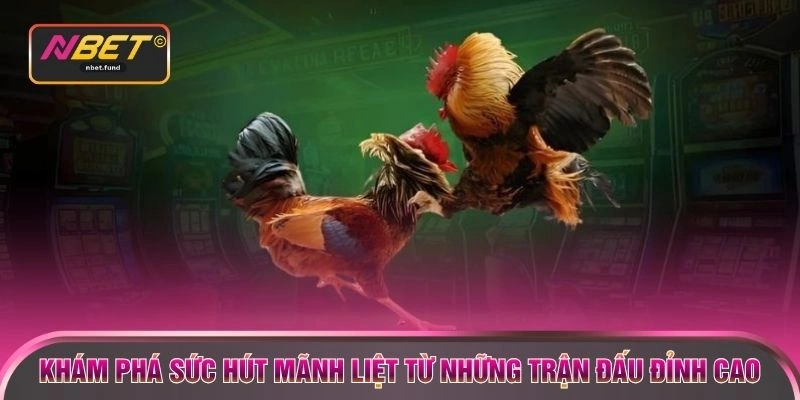 Khám phá sức hút mãnh liệt từ những trận đấu đỉnh cao
