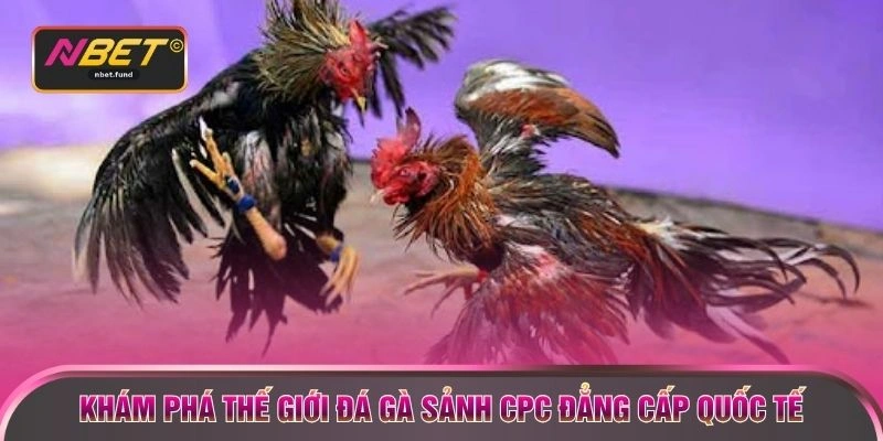 Khám phá thế giới đá gà sảnh CPC đẳng cấp quốc tế