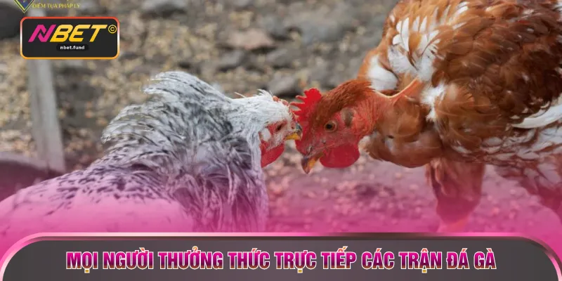 Mọi người thưởng thức trực tiếp các trận đá gà