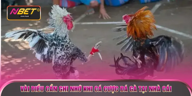Vài điều cần ghi nhớ khi cá cược đá gà tại nhà cái
