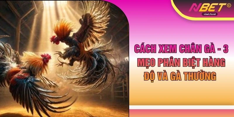 Cách Xem Chân Gà - 3 Mẹo Phân Biệt Hàng Độ Và Gà Thường