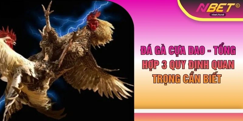 Đá Gà Cựa Dao - Tổng Hợp 3 Quy Định Quan Trọng Cần Biết