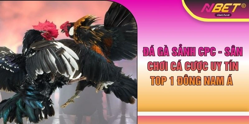 Đá Gà Sảnh CPC - Sân Chơi Cá Cược Uy Tín Top 1 Đông Nam Á